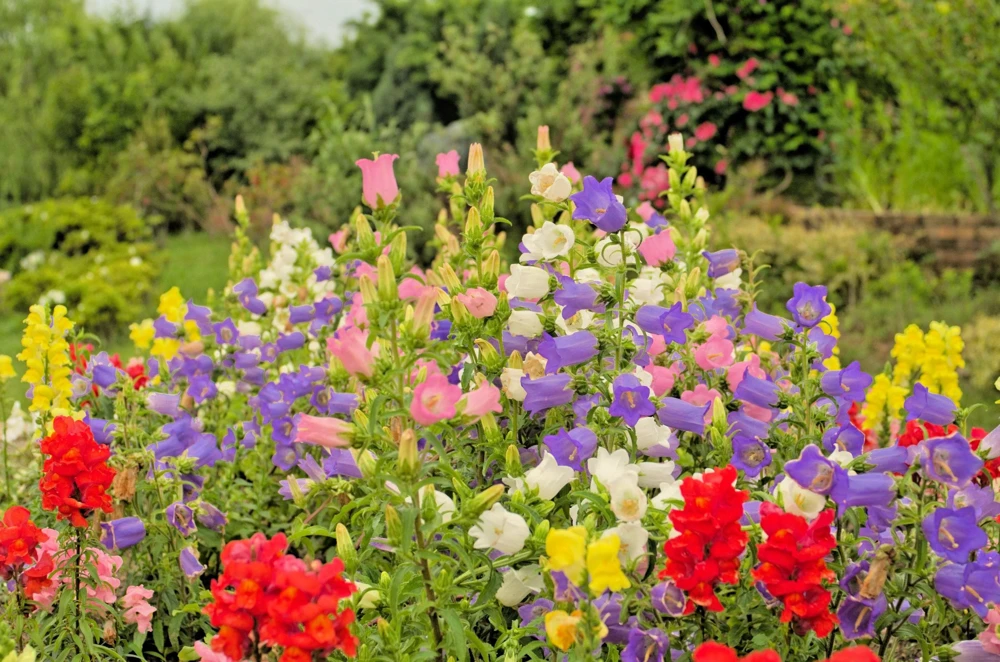 Canterbury Bells Crown Mix Flower Seeds - 100 Count - White, Pink, Blue - Image 8