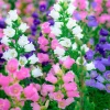 Canterbury Bells Crown Mix Flower Seeds - 100 Count - White, Pink, Blue - Image 1