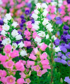 Canterbury Bells Crown Mix Flower Seeds - 100 Count - White, Pink, Blue - Image 1