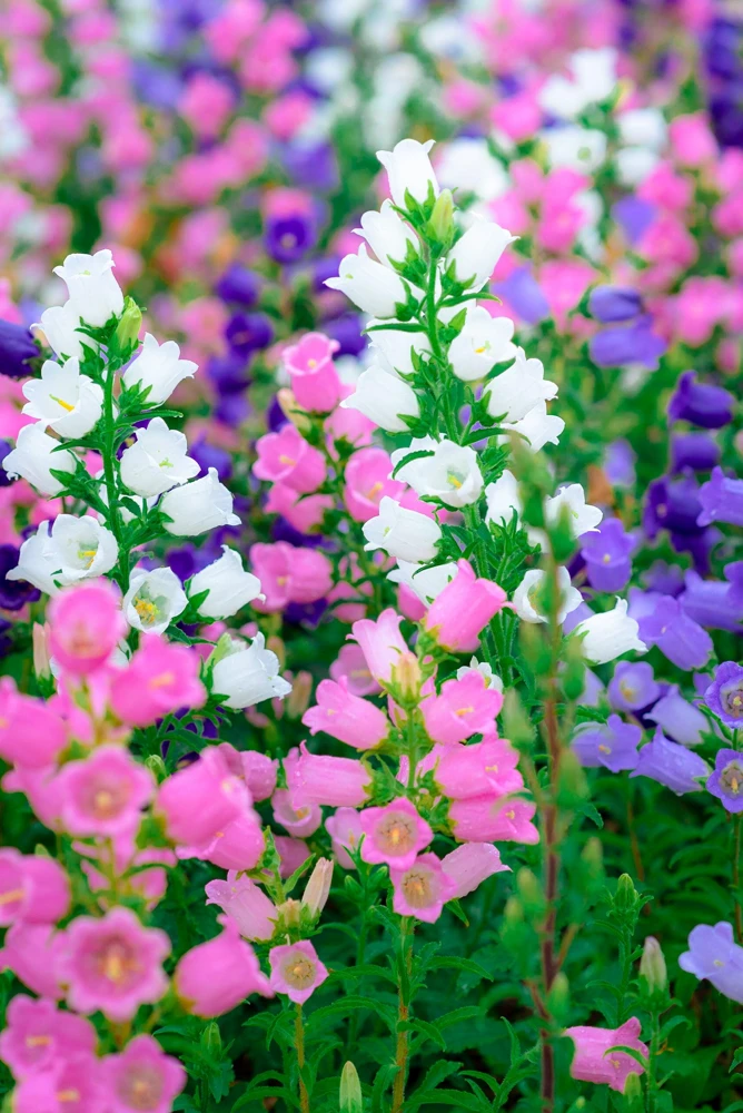 Canterbury Bells Crown Mix Flower Seeds - 100 Count - White, Pink, Blue - Image 1
