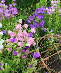 Canterbury Bells Crown Mix Flower Seeds - 100 Count - White, Pink, Blue - Image 9