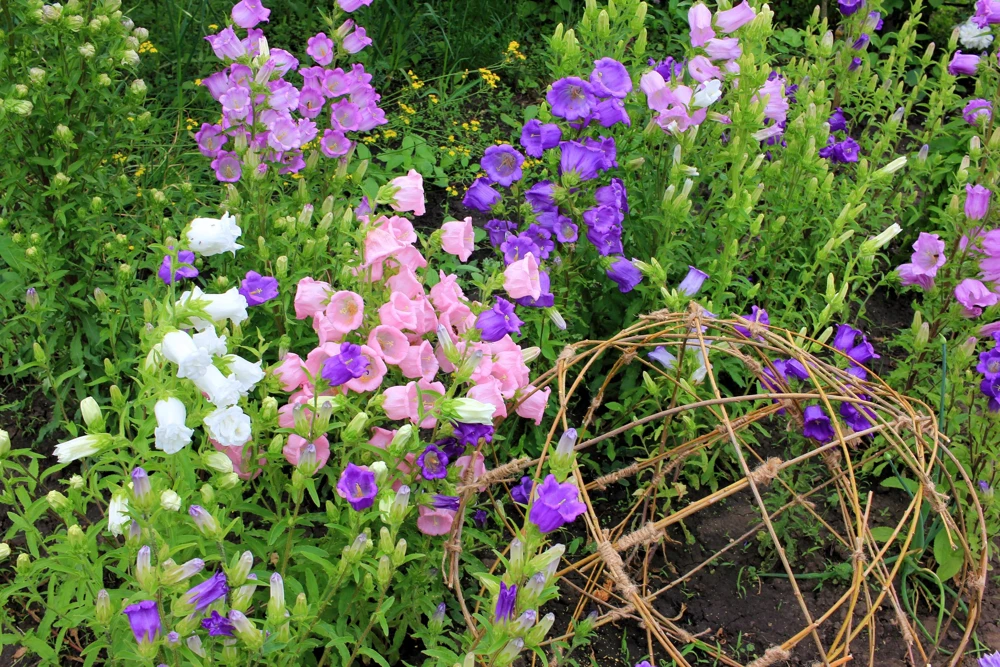 Canterbury Bells Crown Mix Flower Seeds - 100 Count - White, Pink, Blue - Image 9