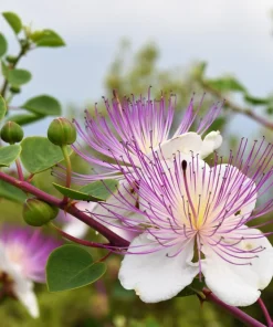 Caper Bush Seeds (20 Seeds) - Edible Capers, Flinders Rose Shrub, Outdoor - Image 10