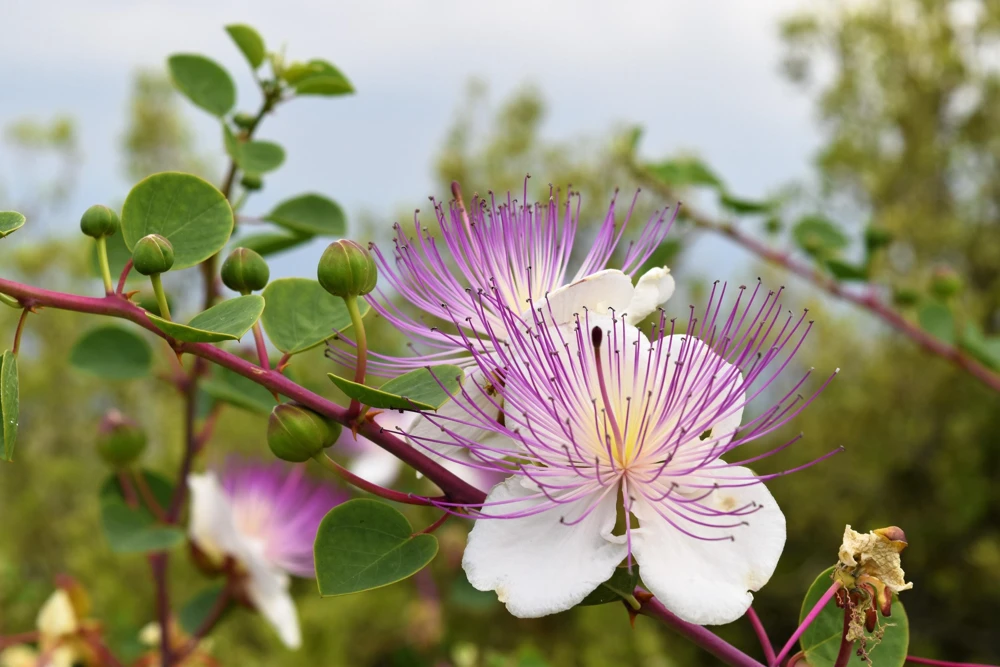 Caper Bush Seeds (20 Seeds) - Edible Capers, Flinders Rose Shrub, Outdoor - Image 10