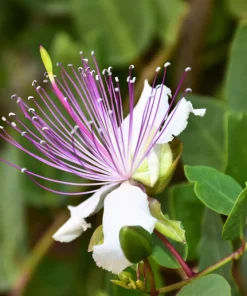 Caper Bush Seeds (20 Seeds) - Edible Capers, Flinders Rose Shrub, Outdoor - Image 12