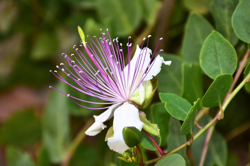 Caper Bush Seeds (20 Seeds) - Edible Capers, Flinders Rose Shrub, Outdoor - Image 12