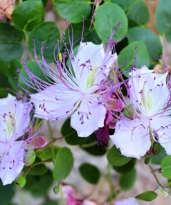 Caper Bush Seeds (20 Seeds) - Edible Capers, Flinders Rose Shrub, Outdoor - Image 13
