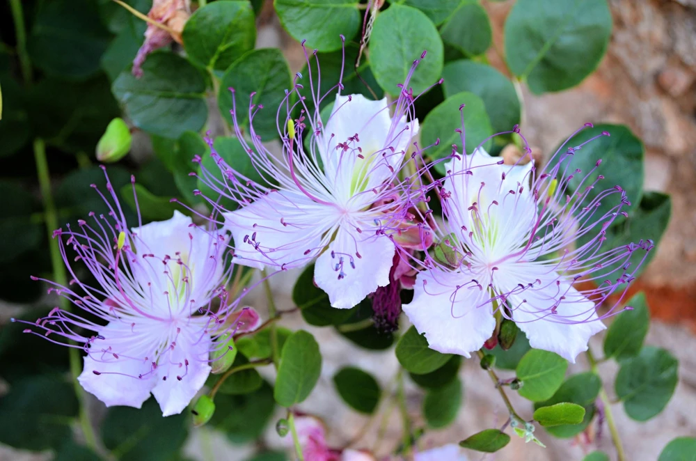 Caper Bush Seeds (20 Seeds) - Edible Capers, Flinders Rose Shrub, Outdoor - Image 13
