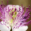 Caper Bush Seeds (20 Seeds) - Edible Capers, Flinders Rose Shrub, Outdoor - Image 1
