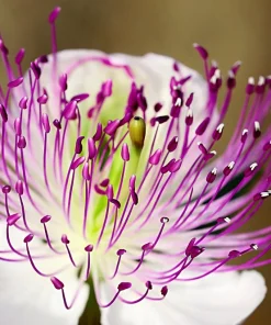 Caper Bush Seeds (20 Seeds) - Edible Capers, Flinders Rose Shrub, Outdoor - Image 1