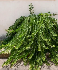 Caper Bush Seeds (20 Seeds) - Edible Capers, Flinders Rose Shrub, Outdoor - Image 3
