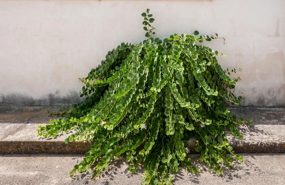 Caper Bush Seeds (20 Seeds) - Edible Capers, Flinders Rose Shrub, Outdoor - Image 3