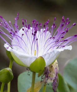 Caper Bush Seeds (20 Seeds) - Edible Capers, Flinders Rose Shrub, Outdoor - Image 4