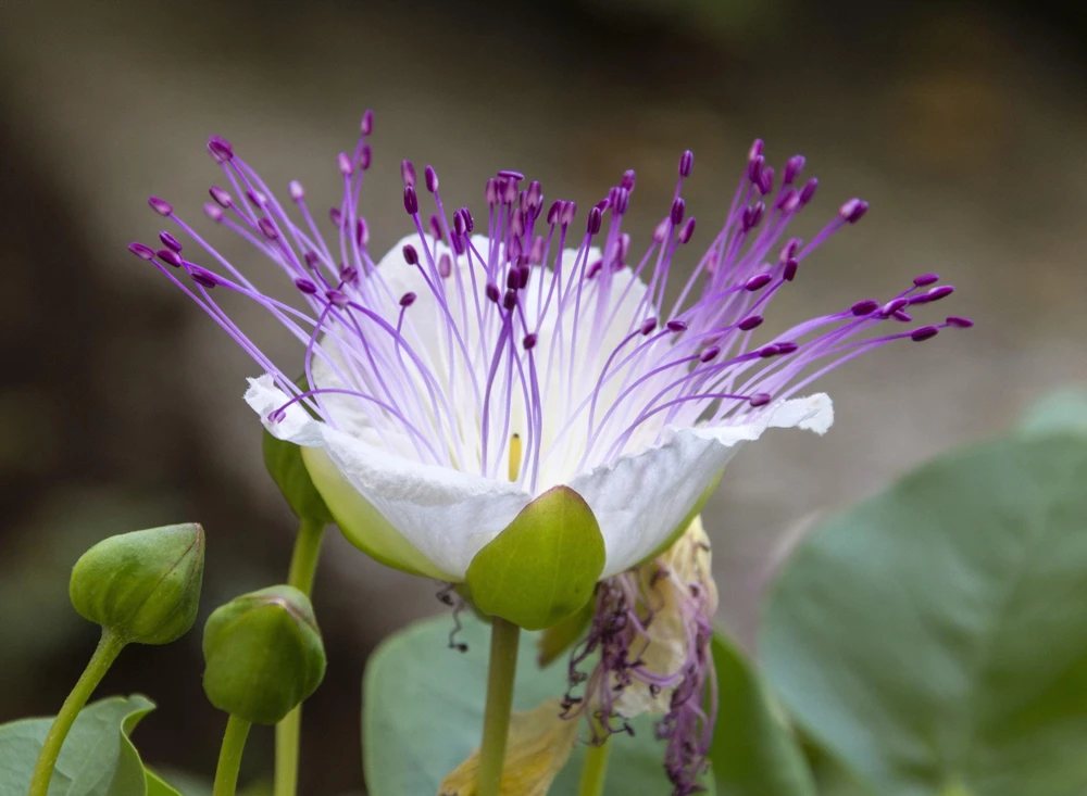 Caper Bush Seeds (20 Seeds) - Edible Capers, Flinders Rose Shrub, Outdoor - Image 4