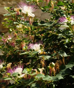 Caper Bush Seeds (20 Seeds) - Edible Capers, Flinders Rose Shrub, Outdoor - Image 6