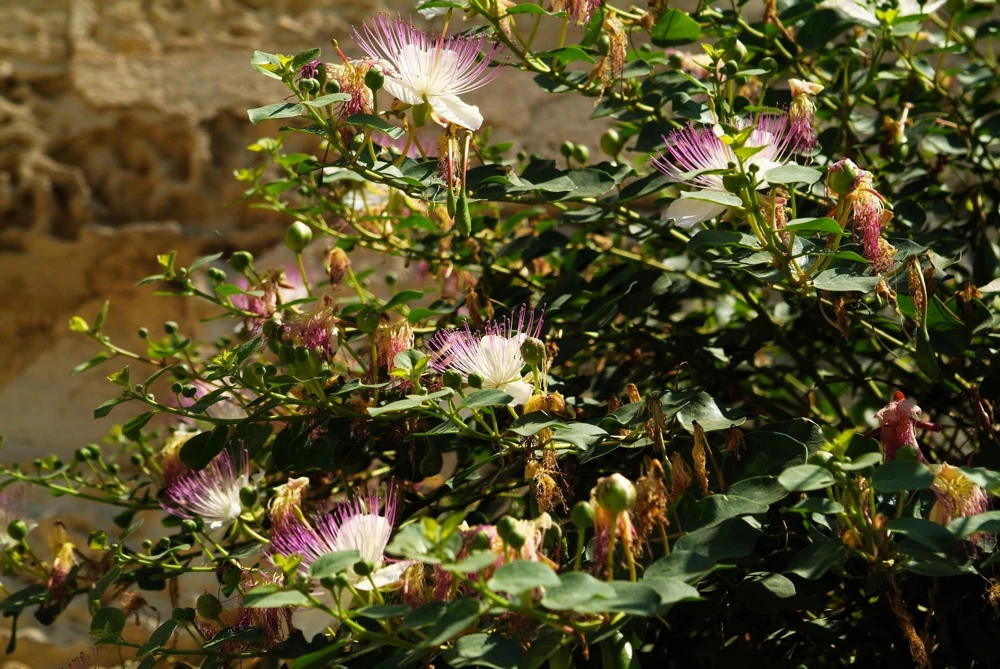 Caper Bush Seeds (20 Seeds) - Edible Capers, Flinders Rose Shrub, Outdoor - Image 6