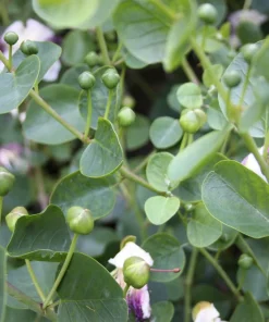 Caper Bush Seeds (20 Seeds) - Edible Capers, Flinders Rose Shrub, Outdoor - Image 8