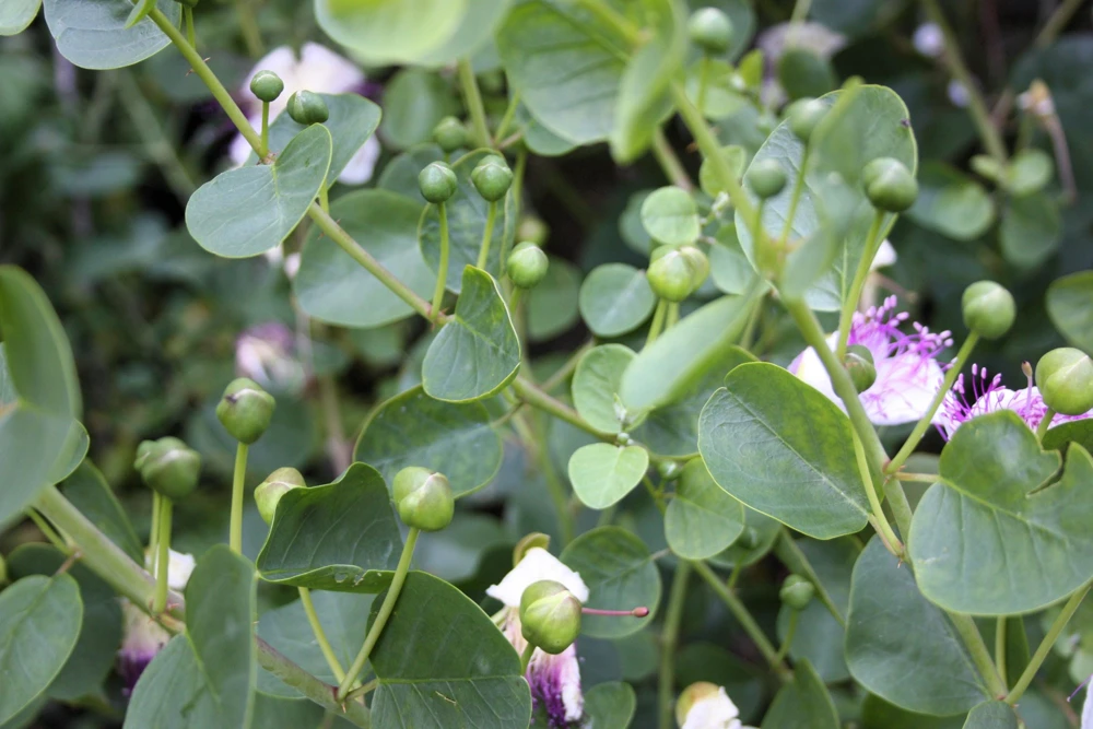 Caper Bush Seeds (20 Seeds) - Edible Capers, Flinders Rose Shrub, Outdoor - Image 8