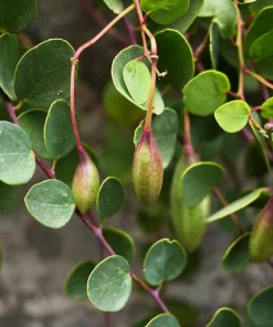 Caper Bush Seeds (20 Seeds) - Edible Capers, Flinders Rose Shrub, Outdoor - Image 9