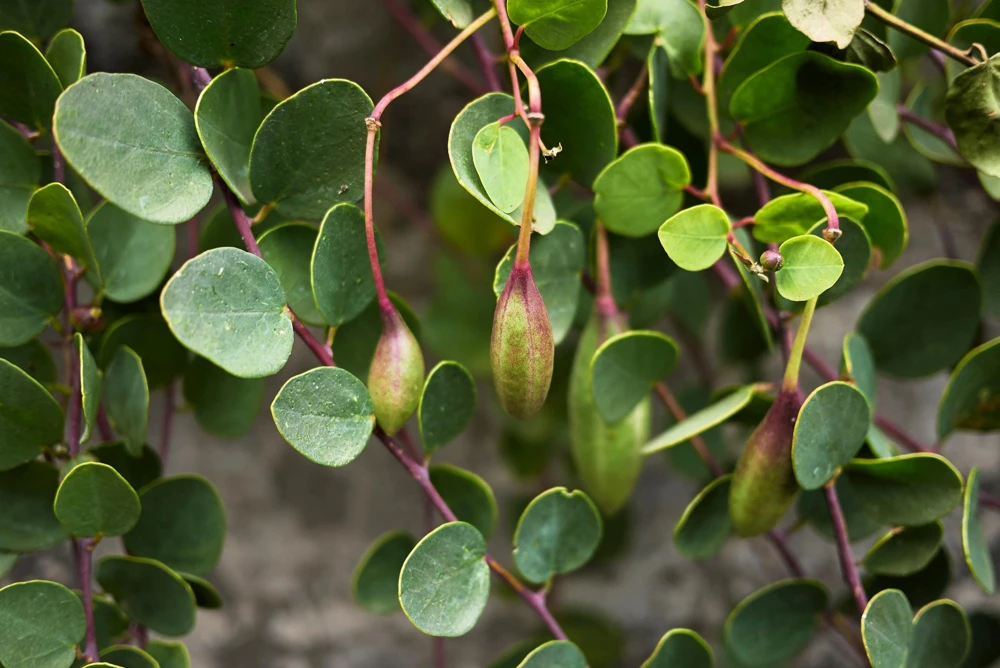 Caper Bush Seeds (20 Seeds) - Edible Capers, Flinders Rose Shrub, Outdoor - Image 9