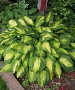 Captain Kirk Hosta Bare Root Perennial Plant - USDA Zones 3-9, Outdoor - Image 1