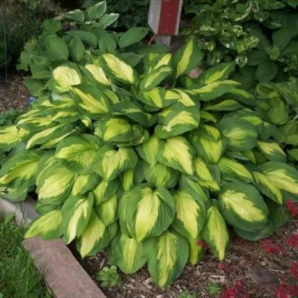 Captain Kirk Hosta Bare Root Perennial Plant - USDA Zones 3-9, Outdoor - Image 1