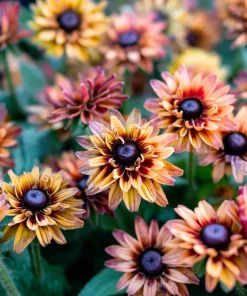 Caramel Rudbeckia Seeds - 25 Seeds - Vibrant Golden-Bronze Perennial Blooms - Image 2