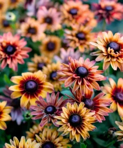 Caramel Rudbeckia Seeds - 25 Seeds - Vibrant Golden-Bronze Perennial Blooms - Image 3