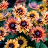 Caramel Rudbeckia Seeds - 25 Seeds - Vibrant Golden-Bronze Perennial Blooms - Image 1