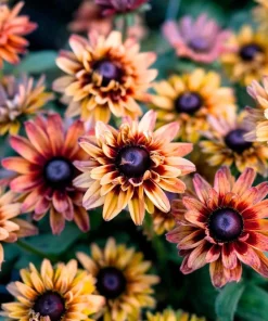 Caramel Rudbeckia Seeds - 25 Seeds - Vibrant Golden-Bronze Perennial Blooms - Image 1