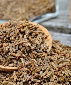 Caraway Herb Seeds – 400 Seeds – Carum Carvi – White Flowers - Image 1