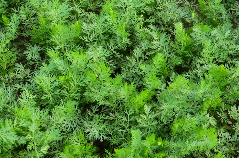 Caraway Herb Seeds – 400 Seeds – Carum Carvi – White Flowers - Image 2