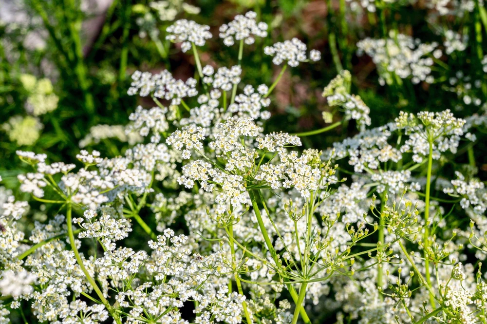 Caraway Herb Seeds – 400 Seeds – Carum Carvi – White Flowers - Image 4