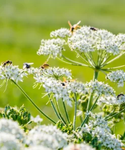 Caraway Herb Seeds – 400 Seeds – Carum Carvi – White Flowers - Image 6