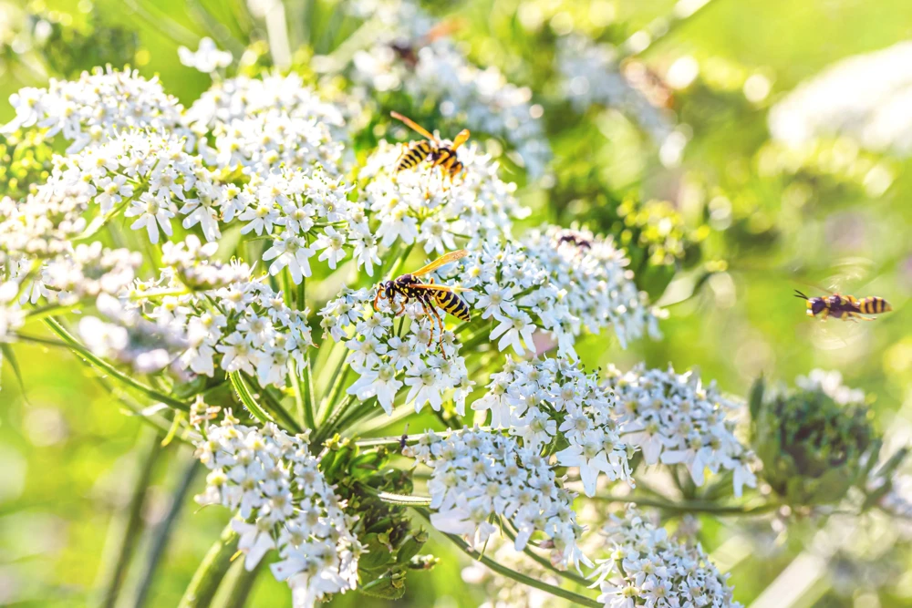 Caraway Herb Seeds – 400 Seeds – Carum Carvi – White Flowers - Image 7