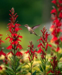 Cardinal Flower Lobelia Seeds - 250 Heirloom Lobelia cardinalis for Pollinators - Image 1