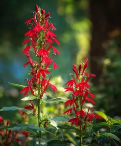 Cardinal Flower Lobelia Seeds - 250 Heirloom Lobelia cardinalis for Pollinators - Image 2