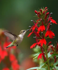 Cardinal Flower Lobelia Seeds - 250 Heirloom Lobelia cardinalis for Pollinators - Image 3