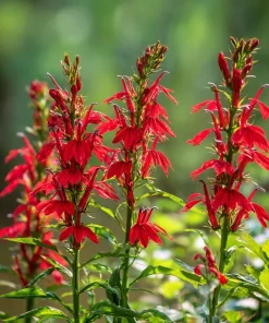 Cardinal Flower Lobelia Seeds - 250 Heirloom Lobelia cardinalis for Pollinators - Image 4