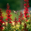 Cardinal Flower Lobelia Seeds - 250 Heirloom Lobelia cardinalis for Pollinators - Image 1