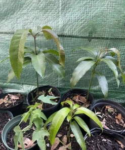 Caribbean avocados 🥑 organic tree, included pot. - Image 2