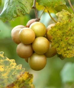 Carlos Muscadine Live Grape Vine Plant - 1-2 Year Old - Edible Bronze Fruit - Outdoor - Image 2