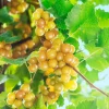 Carlos Muscadine Live Grape Vine Plant - 1-2 Year Old - Edible Bronze Fruit - Outdoor - Image 1