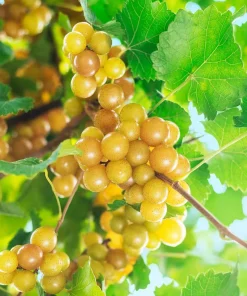 Carlos Muscadine Live Grape Vine Plant - 1-2 Year Old - Edible Bronze Fruit - Outdoor - Image 1