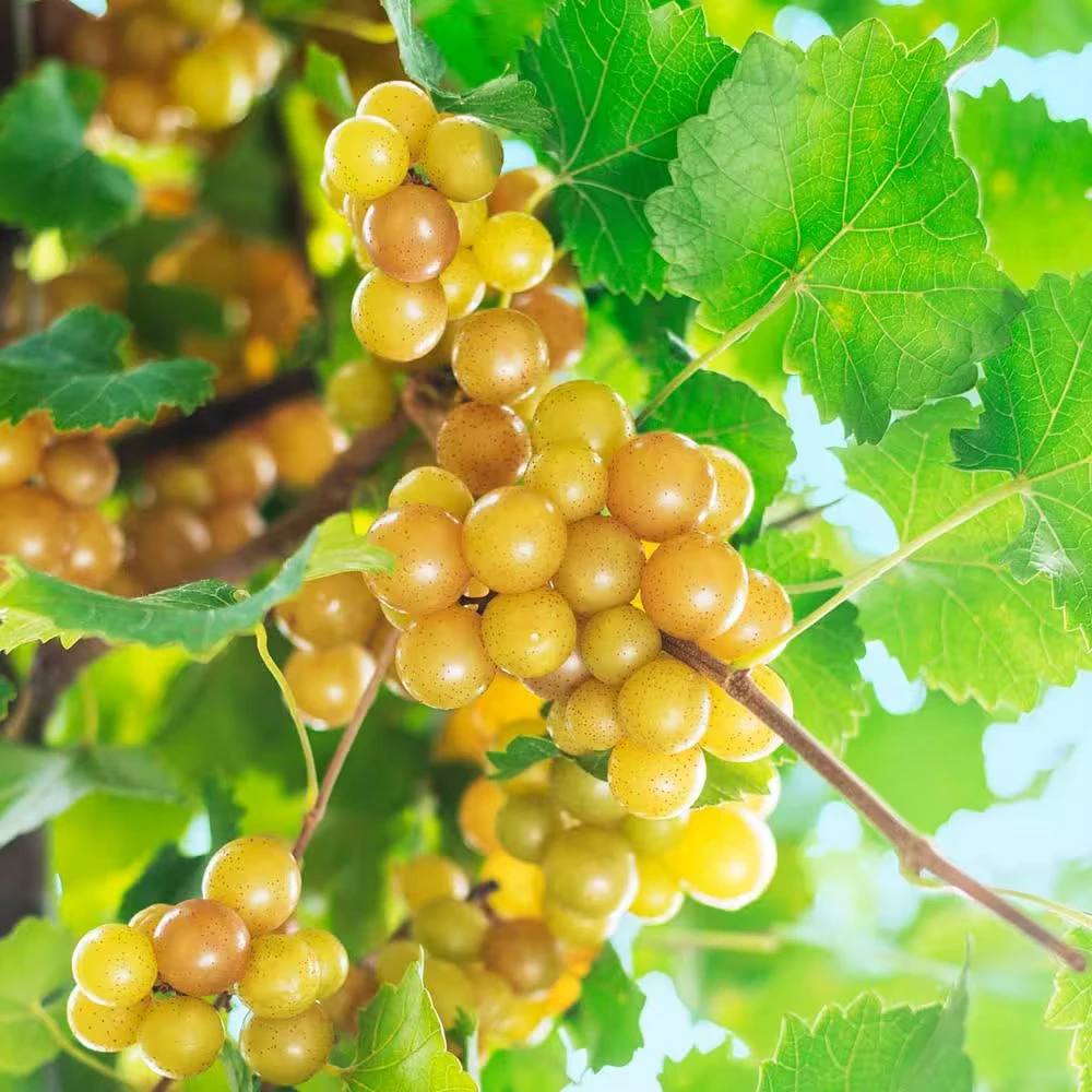 Carlos Muscadine Live Grape Vine Plant - 1-2 Year Old - Edible Bronze Fruit - Outdoor - Image 1