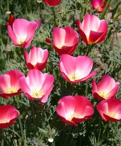 Carmine King California Poppy Seeds - 250 Vibrant Red Wildflower Seeds - Image 2