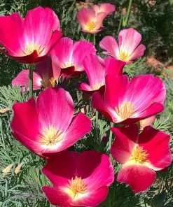 Carmine King California Poppy Seeds - 250 Vibrant Red Wildflower Seeds - Image 3