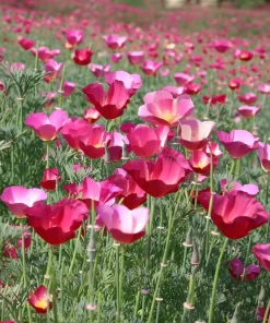 Carmine King California Poppy Seeds - 250 Vibrant Red Wildflower Seeds - Image 4