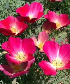 Carmine King California Poppy Seeds - 250 Vibrant Red Wildflower Seeds - Image 1