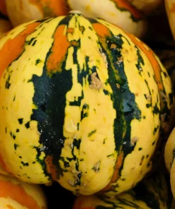 Carnival Squash Seeds - Winter Cucurbita Pepo Vegetable Seeds - 15 Count - Image 10